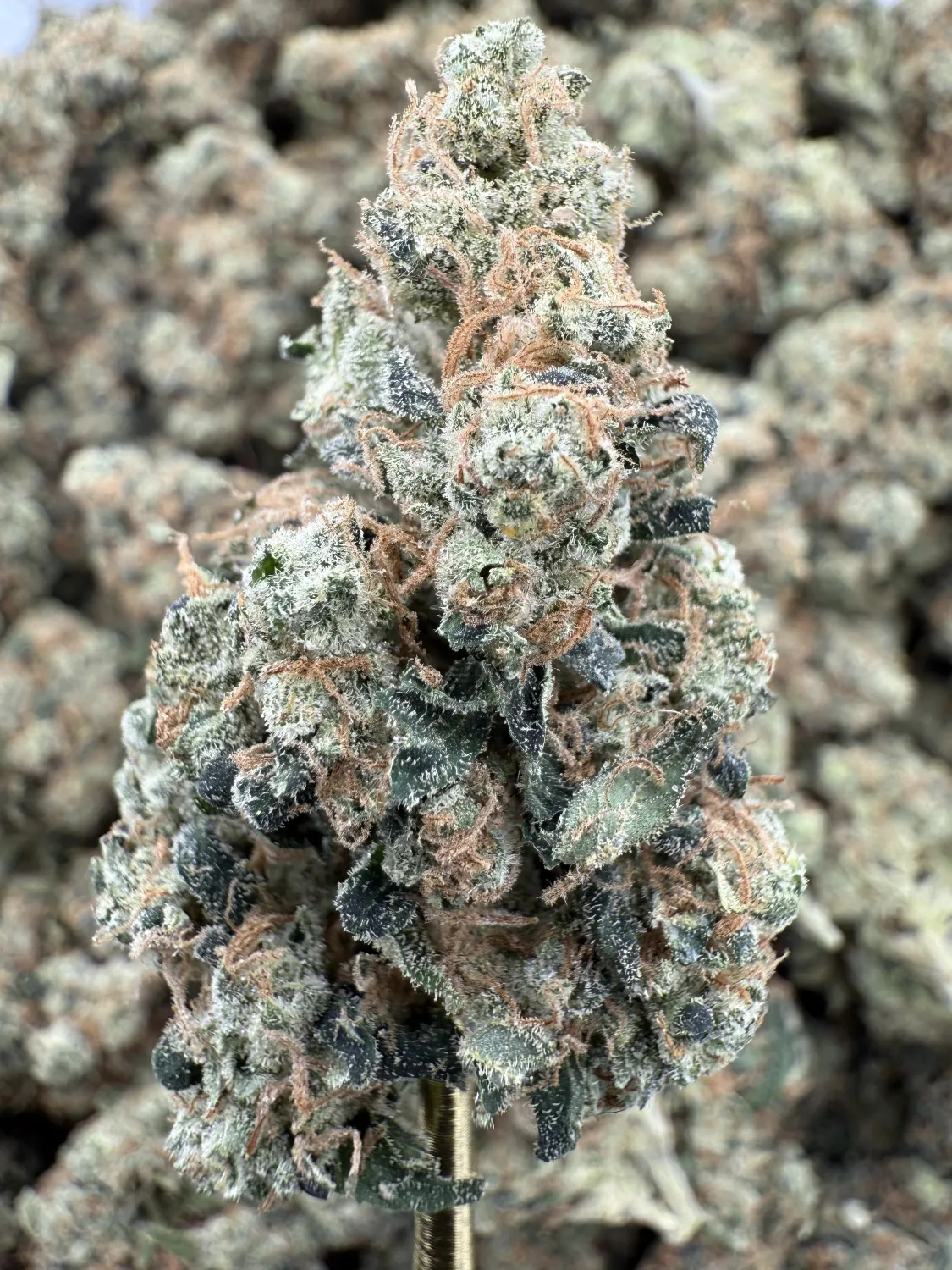 THCa Flower | Sativa Dominant Hybrid | Sour Chem