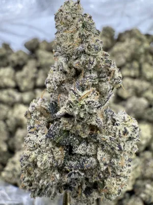 THCa Flower | Indica Dominant Hybrid | Pucker Up