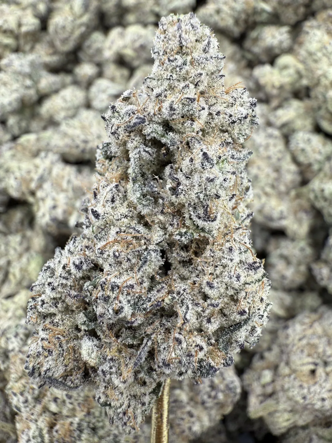 THCa Flower | Sativa Dominant Hybrid | Aloha Sugar