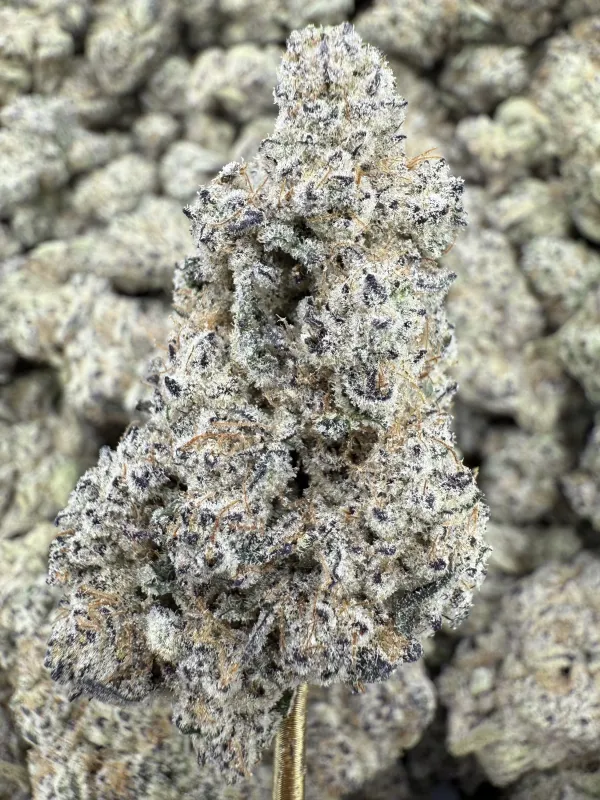 THCa Flower | Sativa Dominant Hybrid | Aloha Sugar