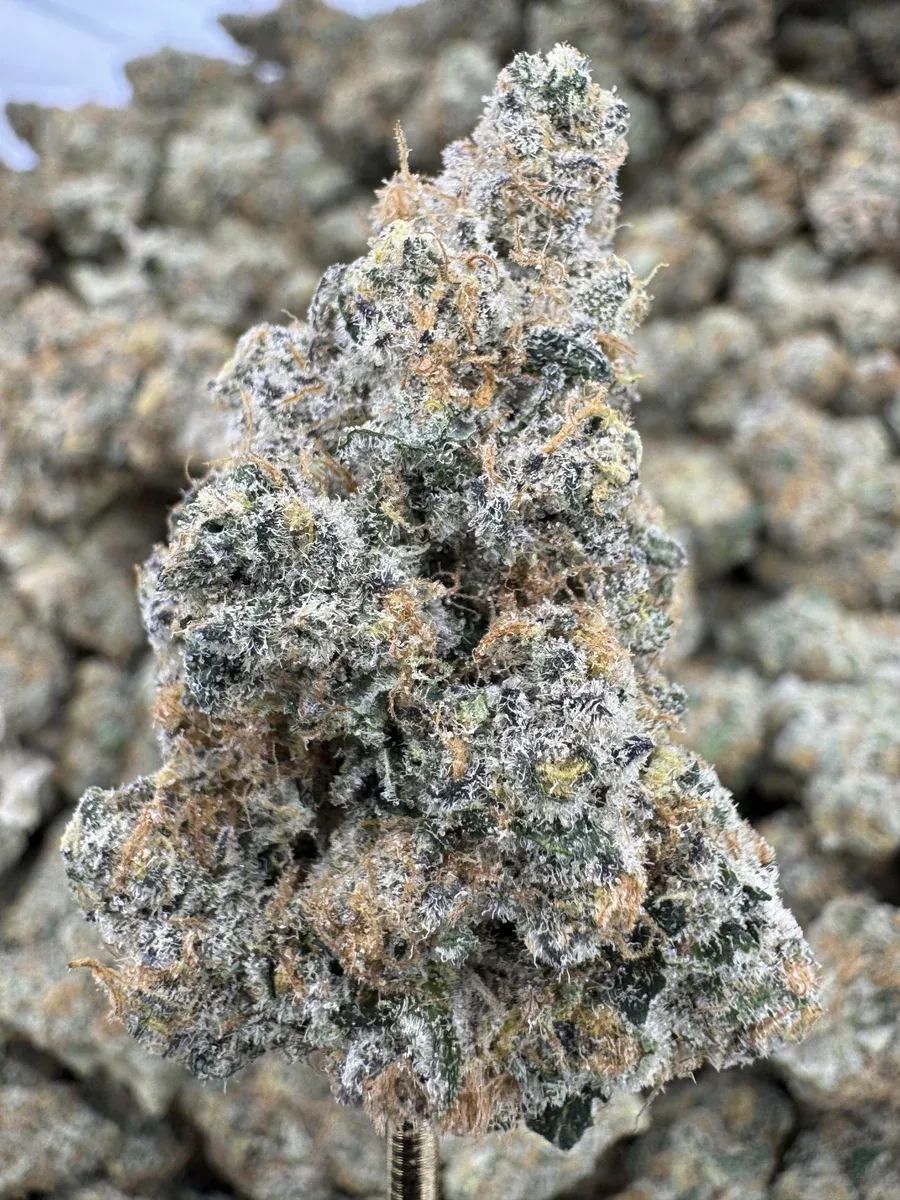 THCa Flower | Indica Dominant Hybrid | Blackberry Super Boof