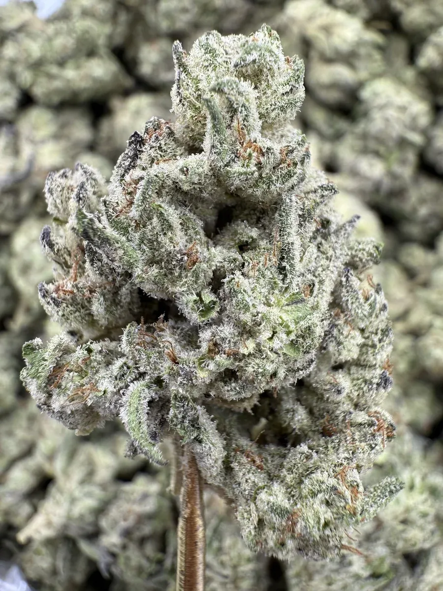 THCa Flower | Hybrid | Guava Gas