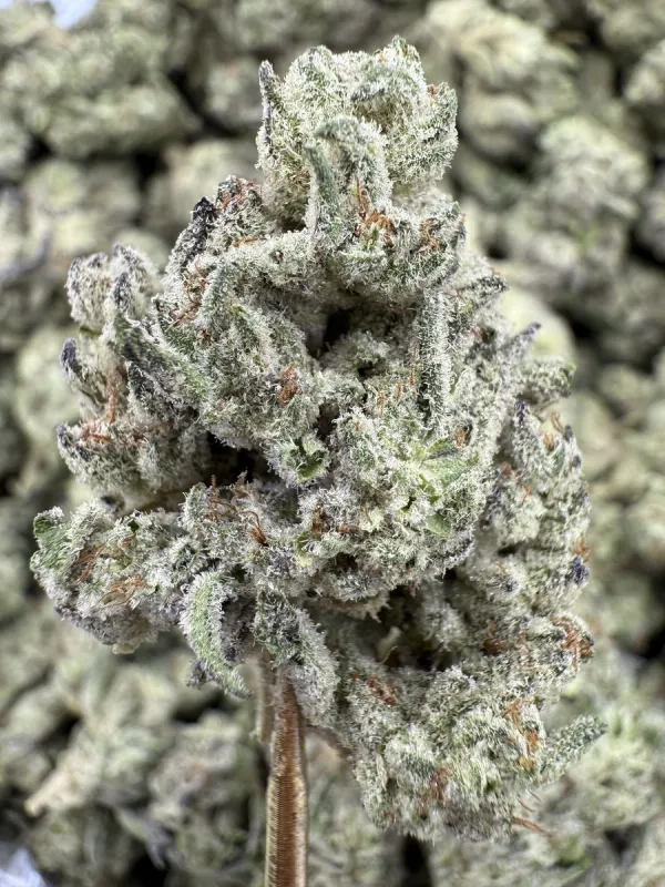 THCa Flower | Hybrid | Guava Gas