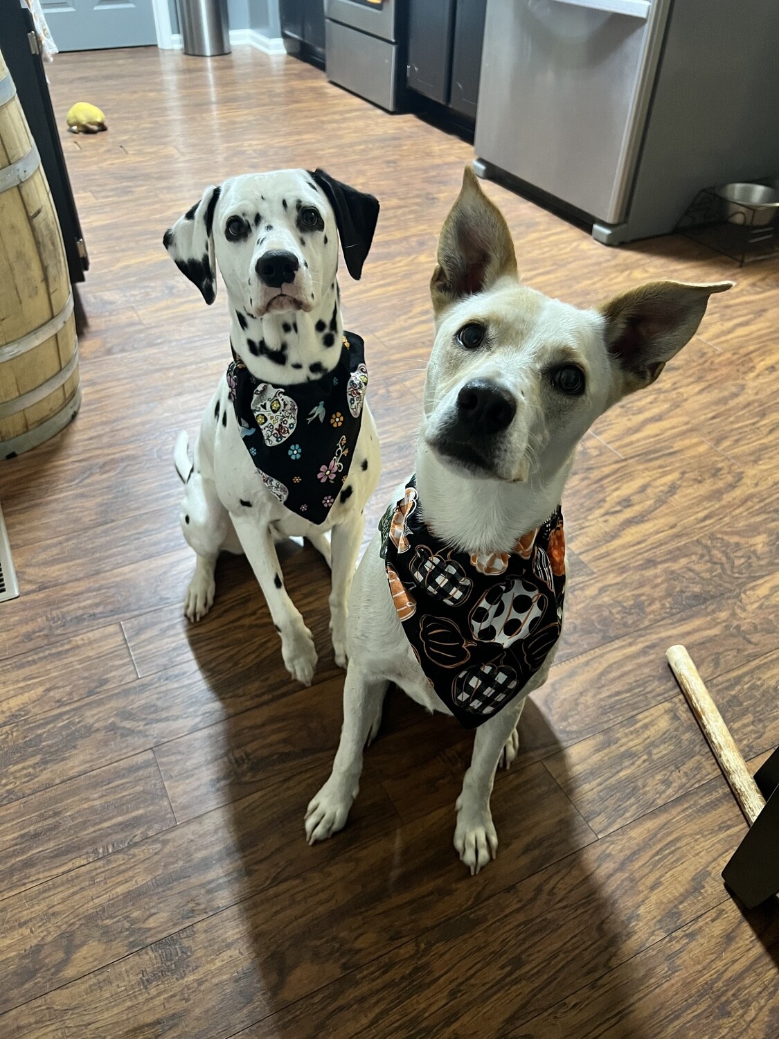 Fall Collection