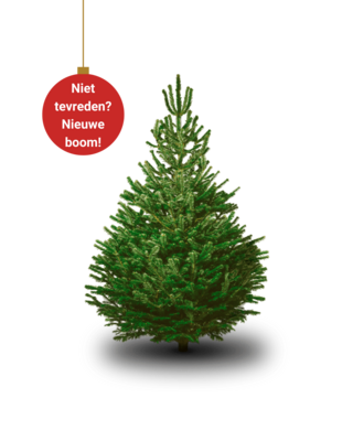 Nordmann Kerstboom Groot 180cm - 220cm