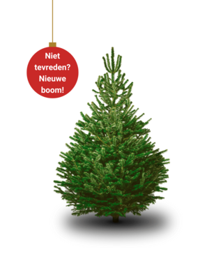 Nordmann Kerstboom Extra Extra Groot 250cm - 270cm