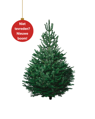 BUDGET Nordmann Kerstboom Middel 140cm - 180cm