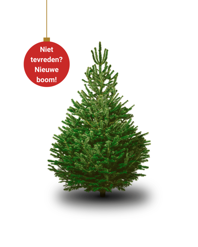 B2B Nordmann Christmas Tree EXTRA EXTRA LARGE 250cm - 270cm