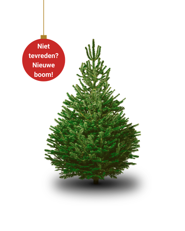 B2B Nordmann Christmas Tree SMALL 120cm - 140cm