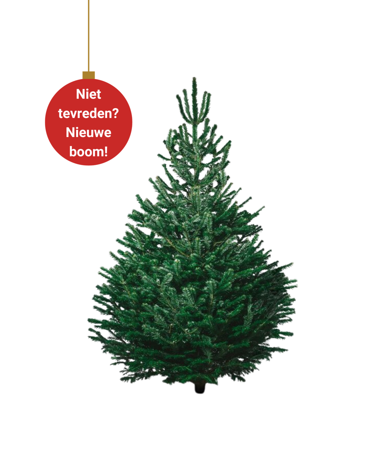 BUDGET Nordmann Christmas Tree Large 180cm - 220cm
