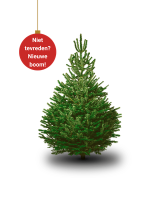 Nordmann Kerstboom Middel 140cm - 180cm