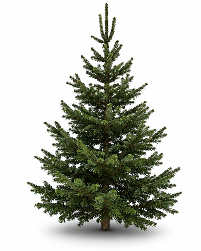 BUDGET Nordmann Christmas Tree Medium 140cm - 180cm