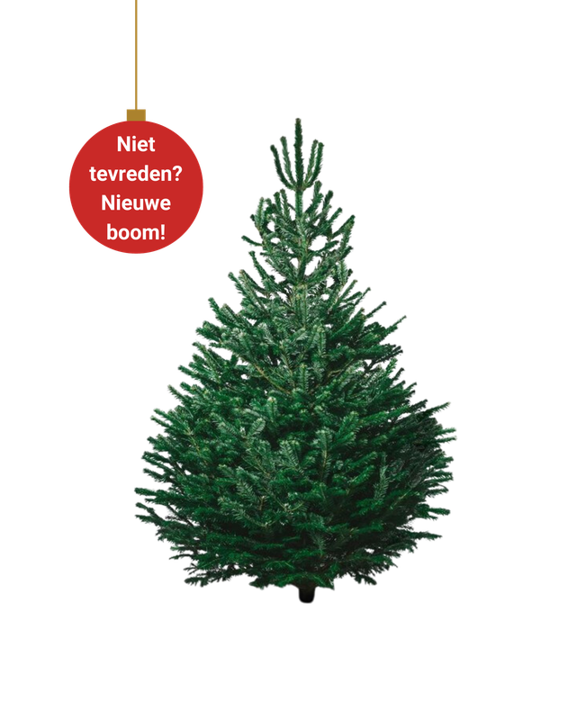 BUDGET Nordmann Christmas Tree Extra Large 220cm - 250cm