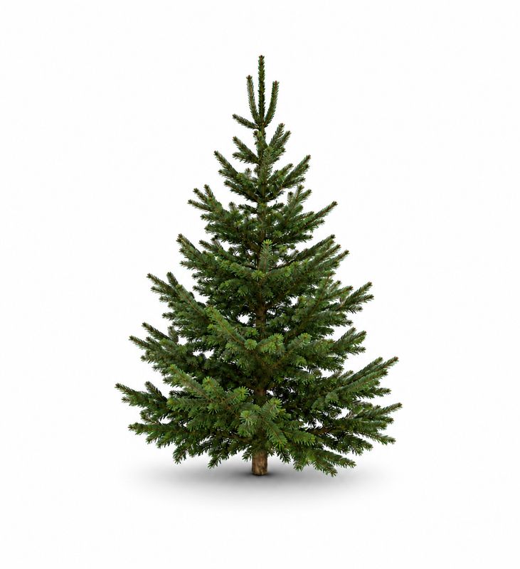 BUDGET Nordmann Christmas Tree Extra Large 220cm - 250cm