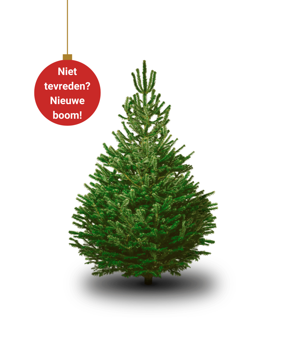 Nordmann Christmas Tree MEGA  275cm - 325cm incl. Wooden Cross