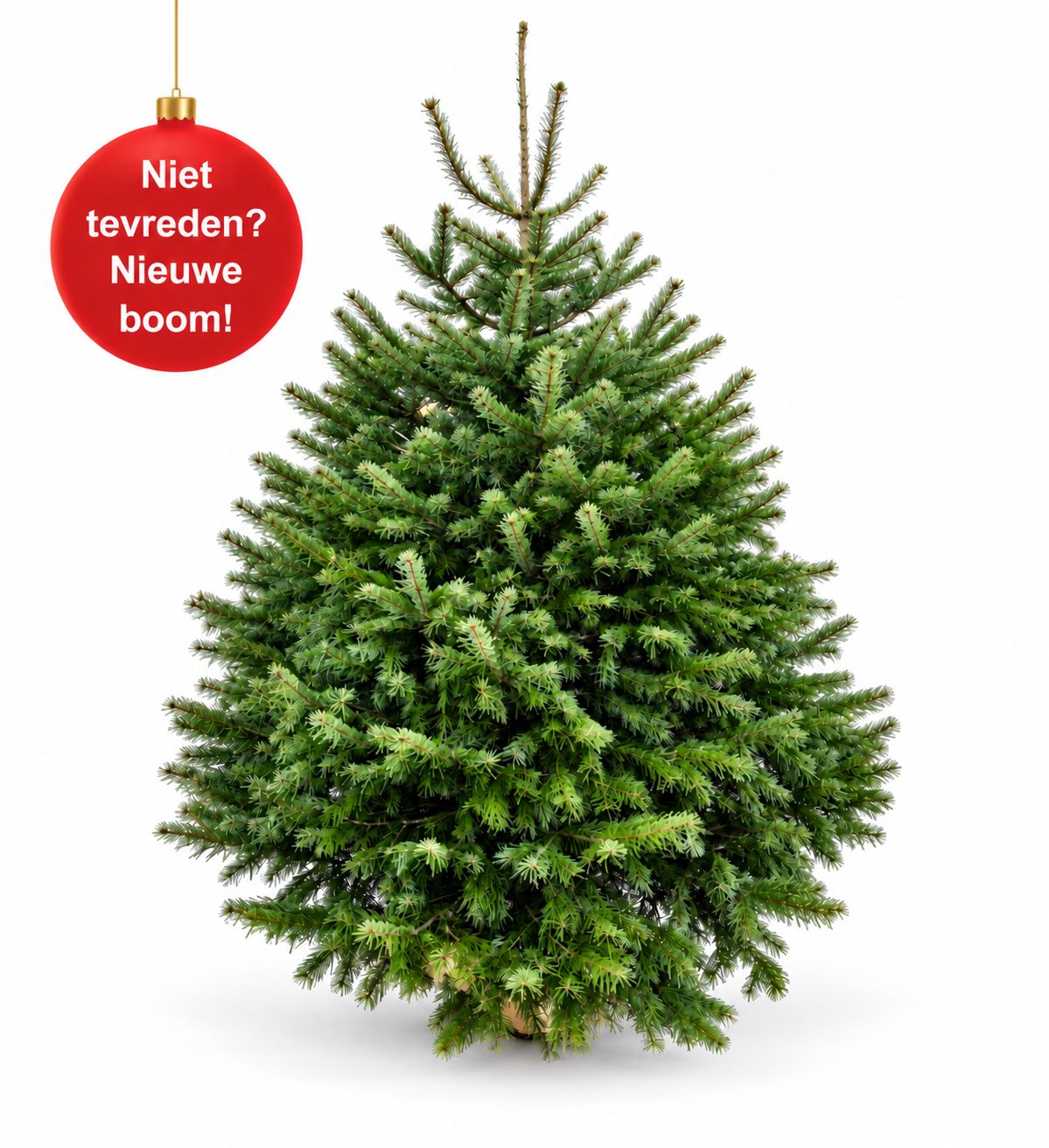 Nordmann Christmas Tree EXTRA LARGE NATURELINE 225cm - 250cm