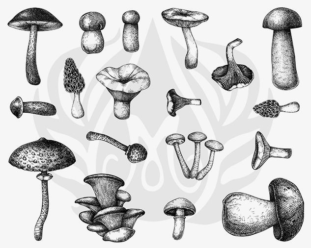 DSS102 Designer Mushrooms