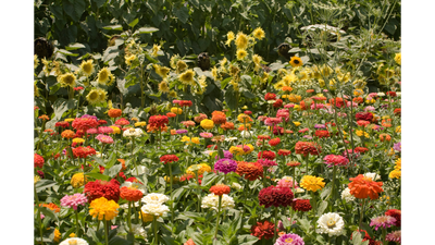 Flowers