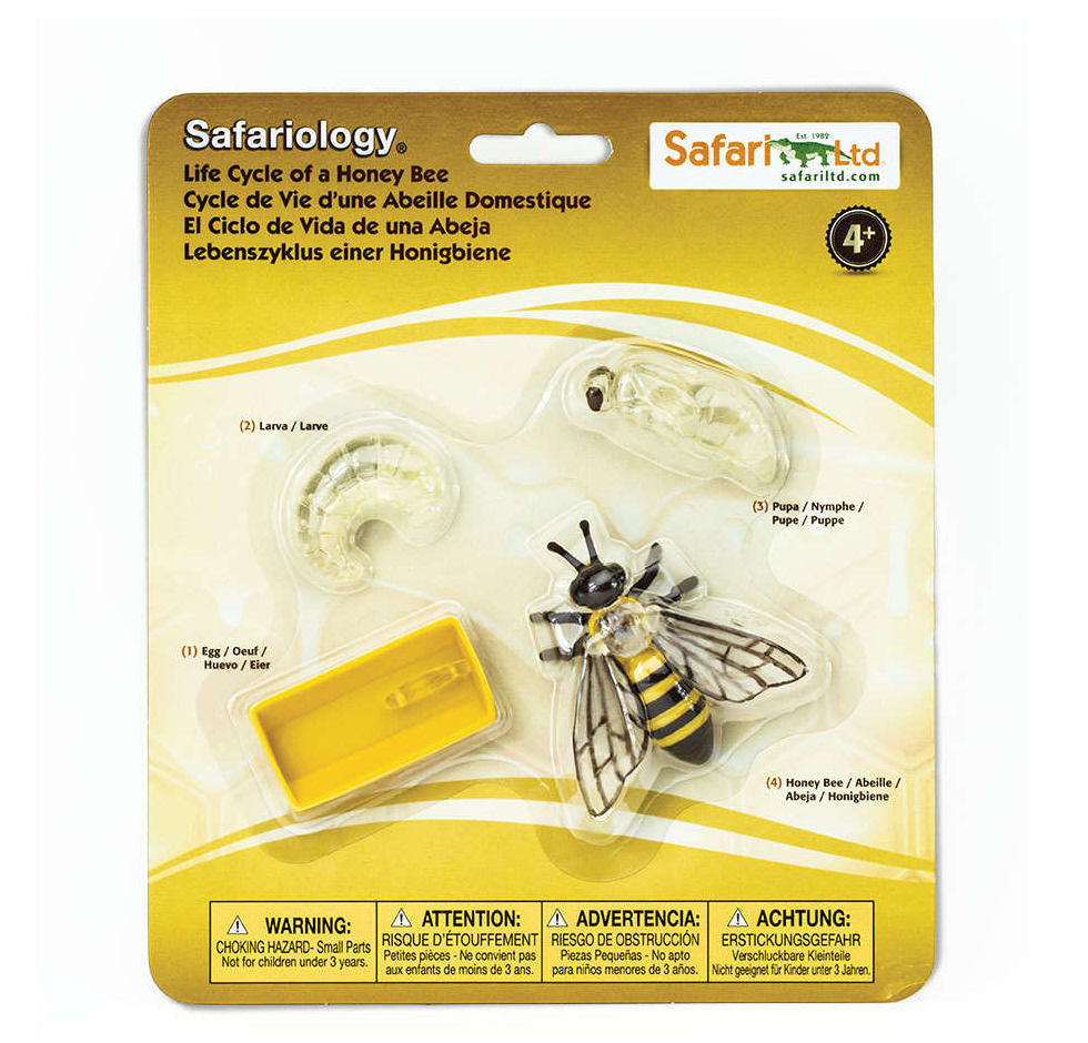 Levenscyclus - de bij