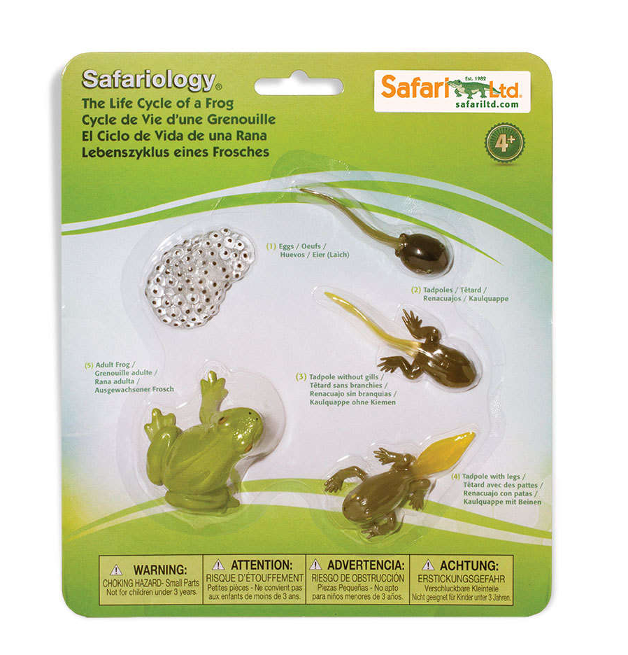 Levenscyclus - de kikker