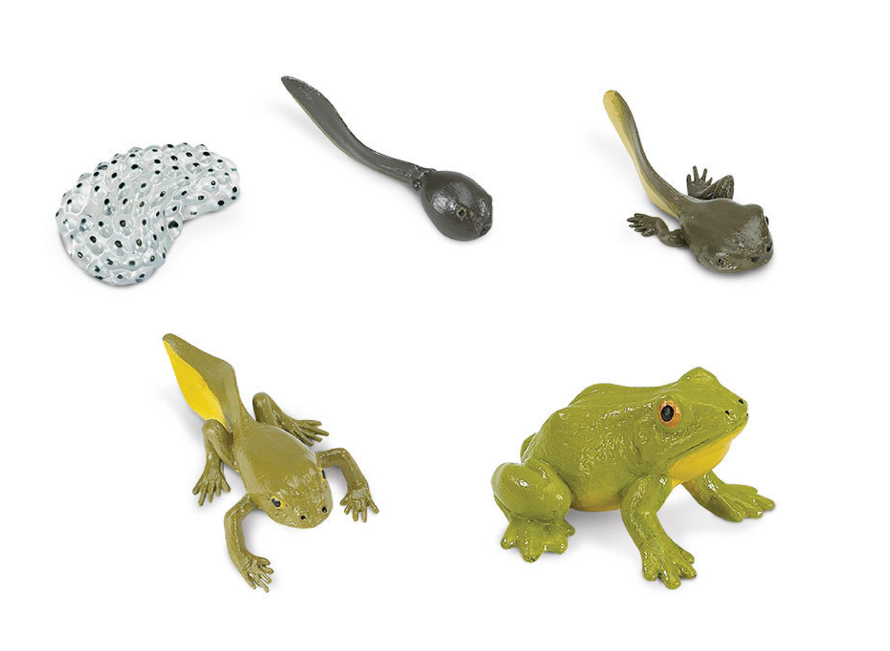 Levenscyclus - de kikker