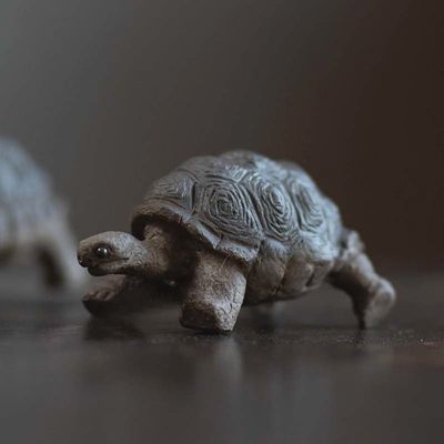 Land Turtle Tea Pet