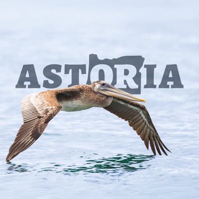 Astoria Pelican Postcard