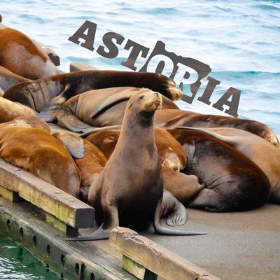Astoria Sea Lions Postcard
