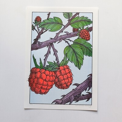 Red Blackberry | RISO  A3 by Lucas Temmerman - LE /60