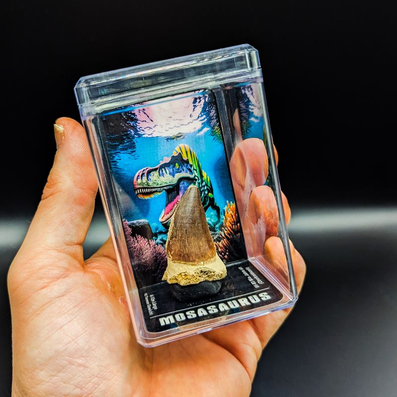 Mosasaurus-Zahn (5-6cm)