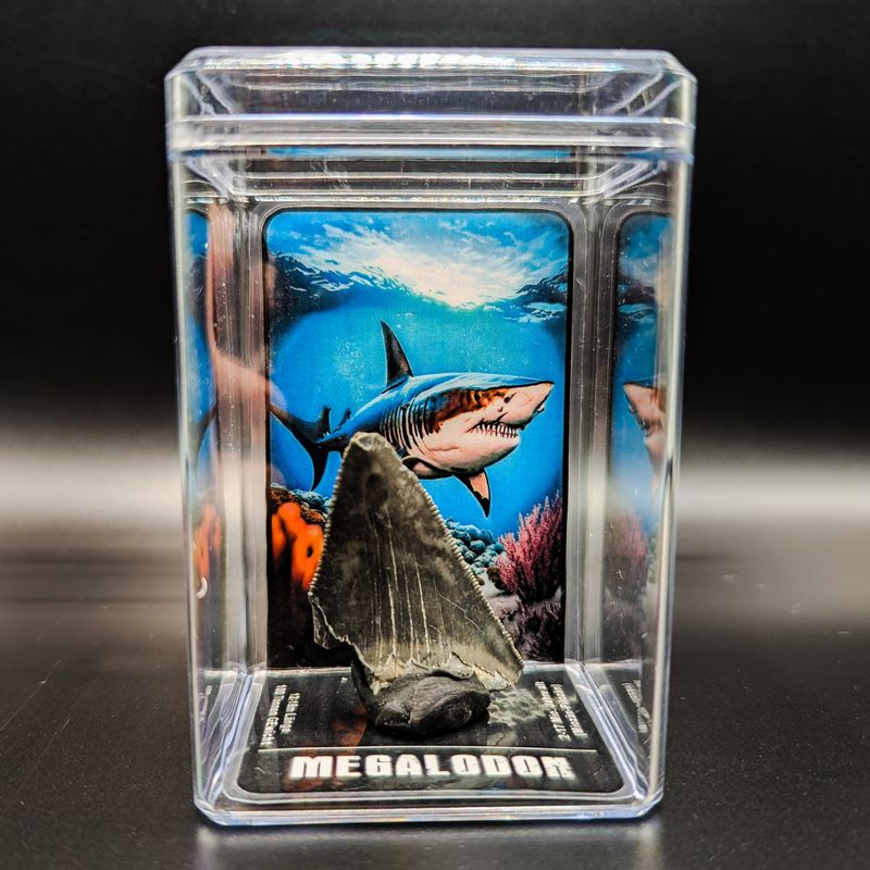 Megalodon-Zahn (5-6cm)