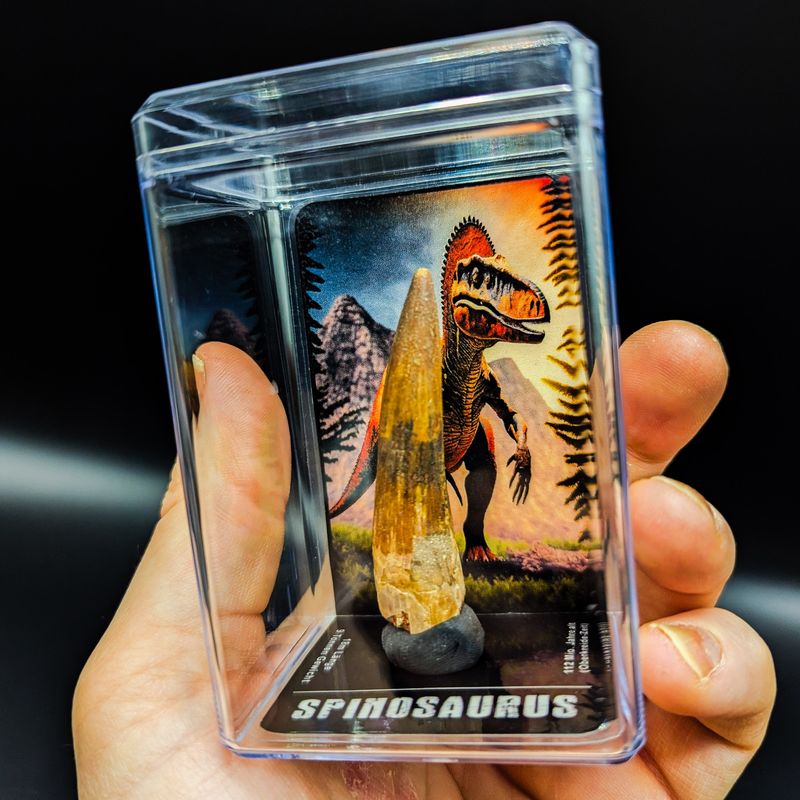 Spinosaurus-Zahn (5-6cm)