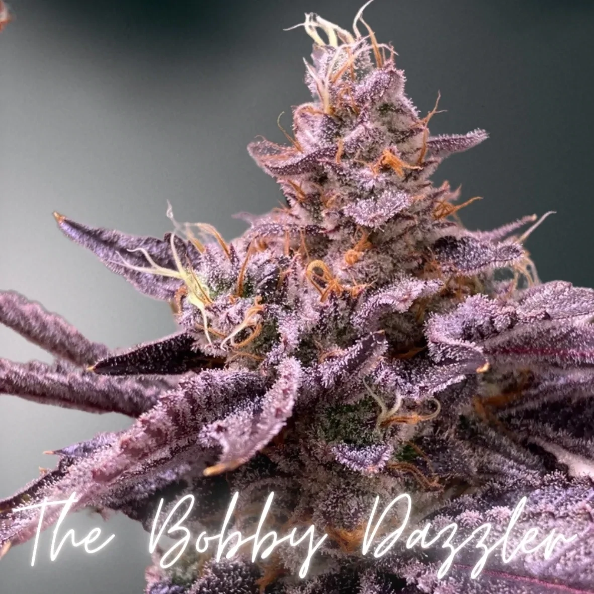 Bobby Dazzler (FEM)