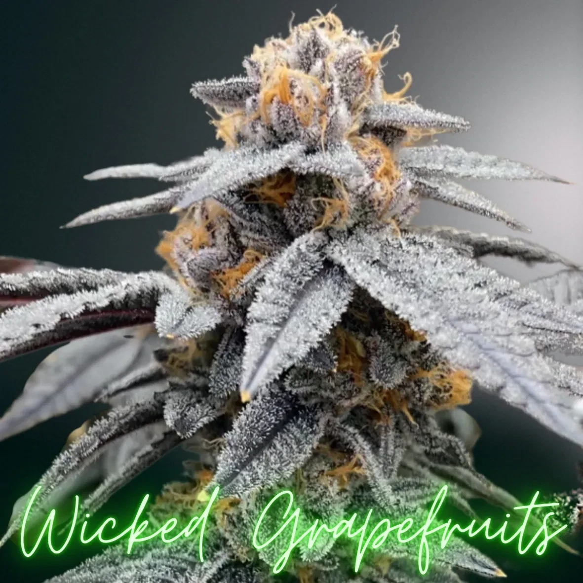 Wicked Grapefruits (FEM)