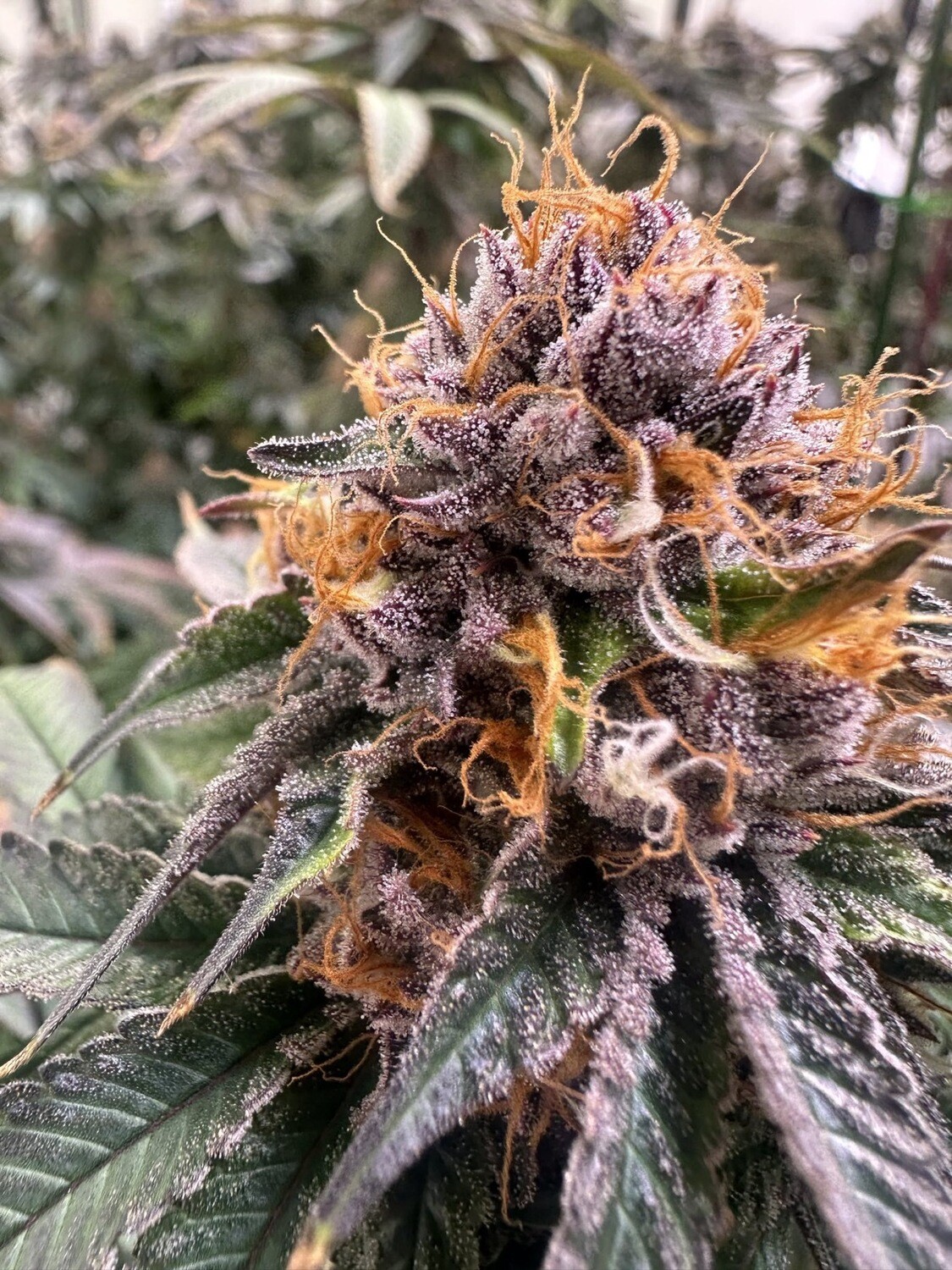 Grapefruit Gelato (PG Breeders Cut)