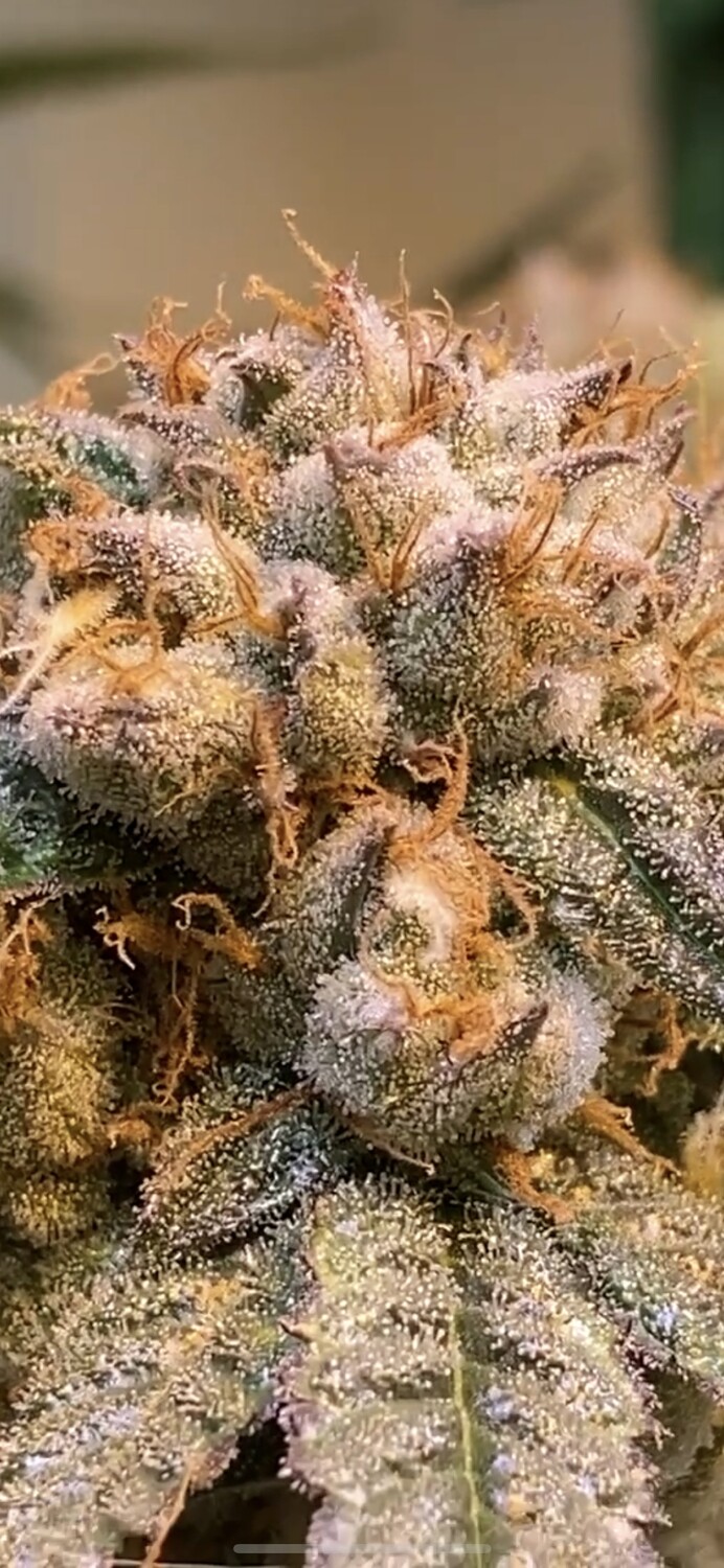 Triangle Dawg (PG Breeders Cut)