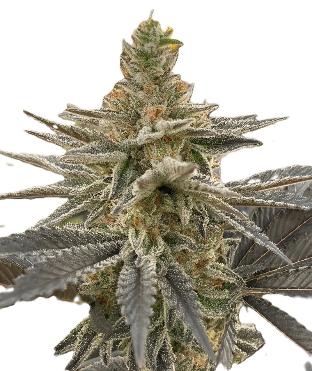 Layer Cake (PG Breeders Cut)