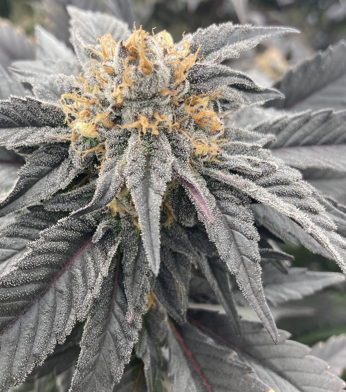 Wicked Witch (PG Breeders Cut)