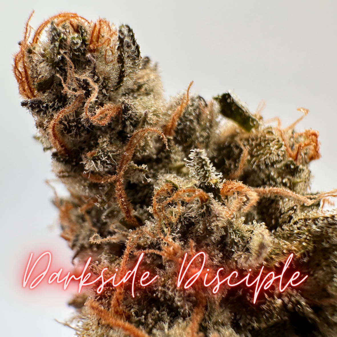 DarkSide Disciple (FEM)