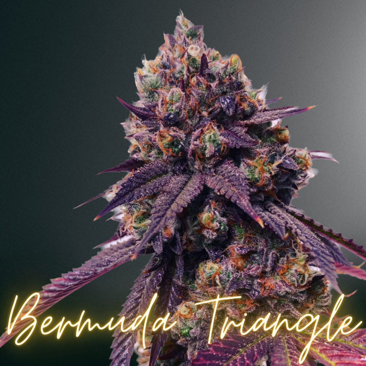 Bermuda Triangle (FEM)
