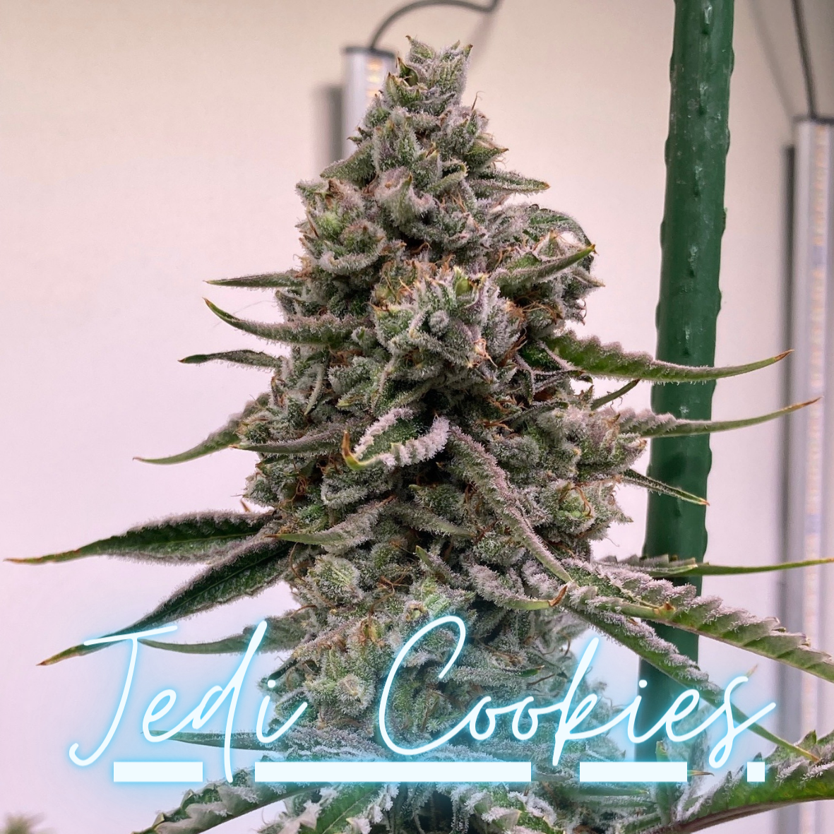 Jedi Cookies (FEM)