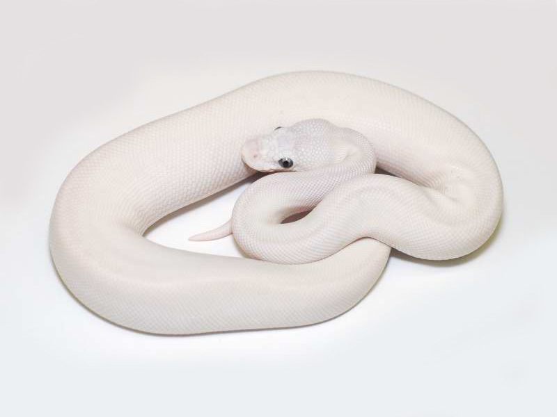 PITONE REALE SUPER LESSER