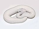 SNAKE&SNAKE