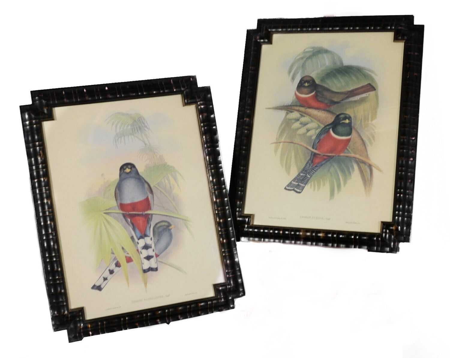 Two John Gould Framed Trogon Available 