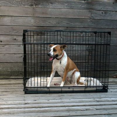 Bench met schuifdeur - Draadkooi - verkrijgbaar in maat 30 en 36 inch -  inclusief verkleiner - Ideaal voor je huisdieren!