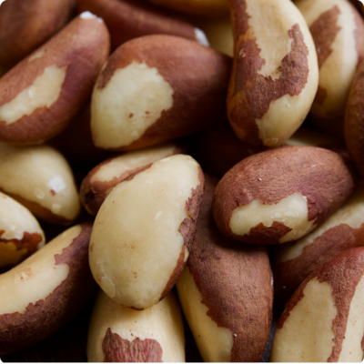 Brazil Nut