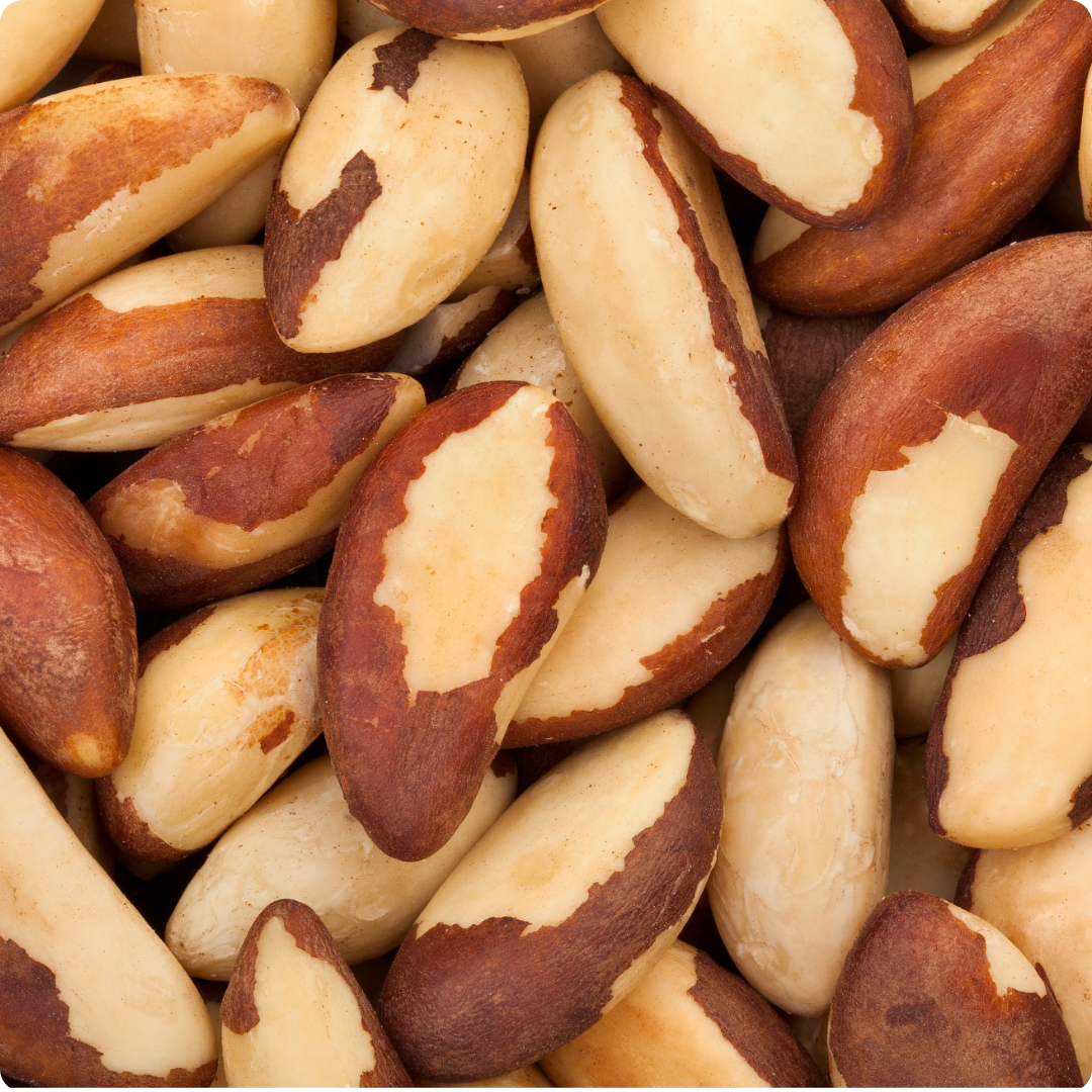 Brazil Nut