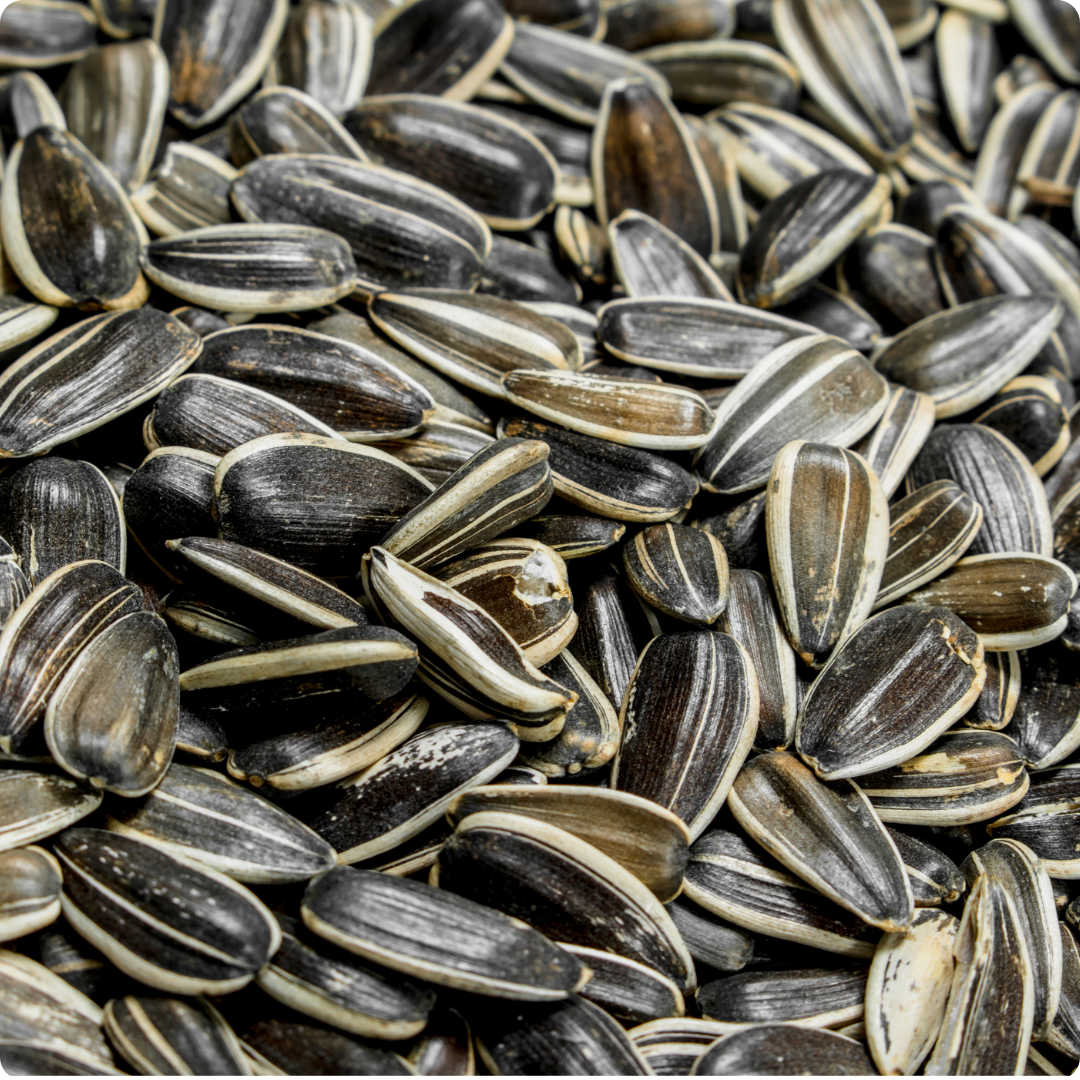 Roasted Unsalted Sunflower Seeds