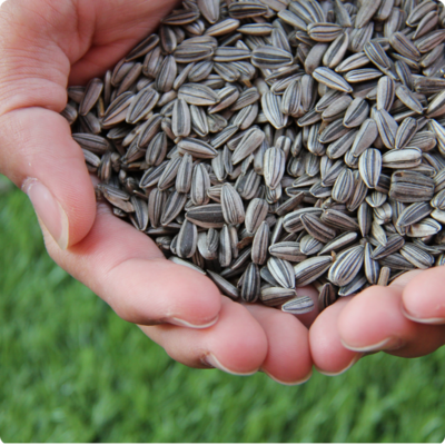 Raw Sunflower Seeds