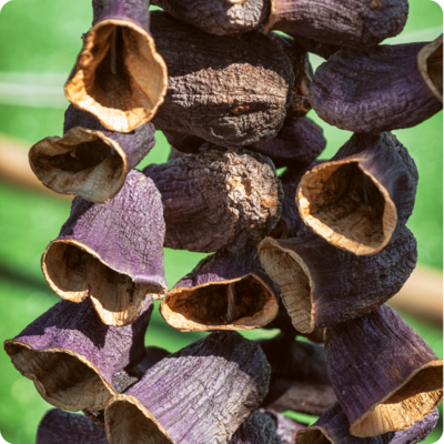 Gedroogde Aubergine